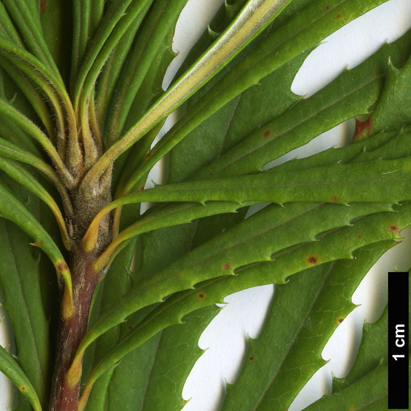 High resolution image: Family: Proteaceae - Genus: Banksia - Taxon: spinulosa - SpeciesSub: var. collina